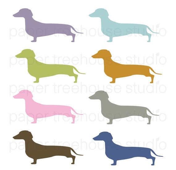 570x549 Dachshund Clube Dachshunds Dachshunds
