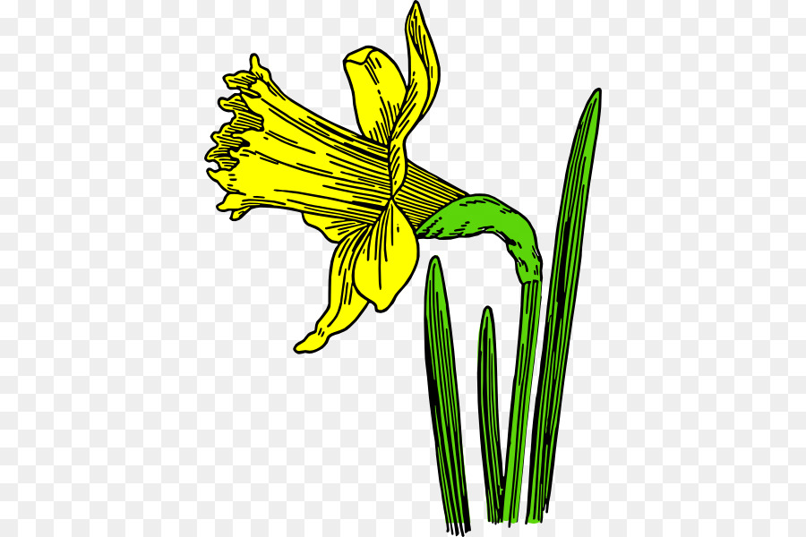 900x600 Daffodil Flower Black And White Drawing Clip Art