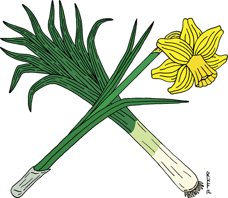 800x694 Daffodil Clipart Leek