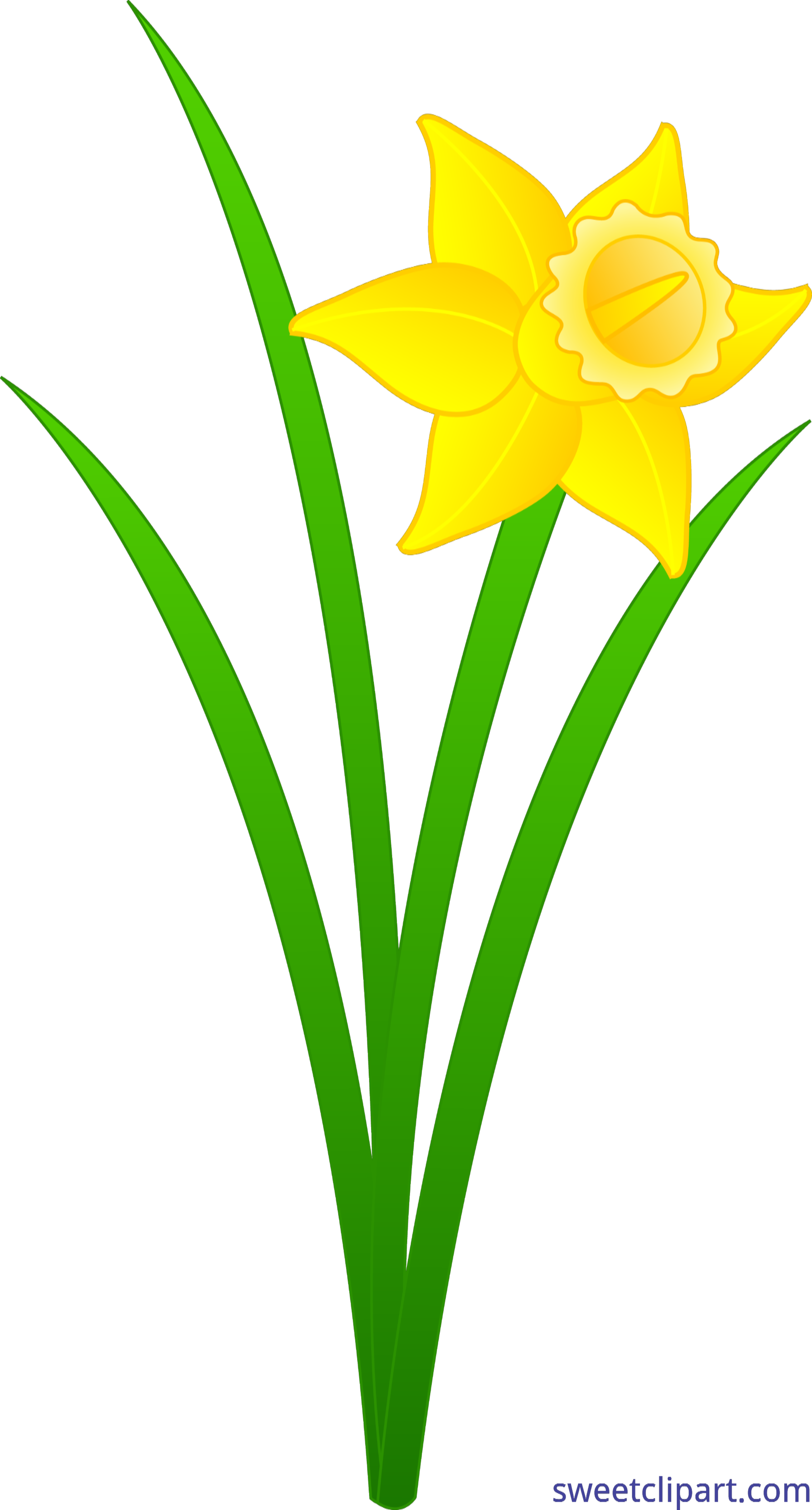3891x7231 Golden Daffodil Clip Art