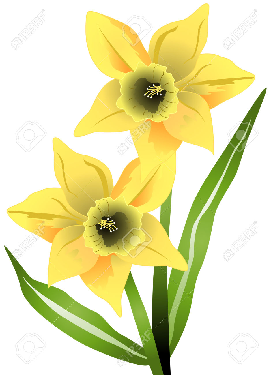 939x1300 Top 91 Daffodil Flower Clip Art