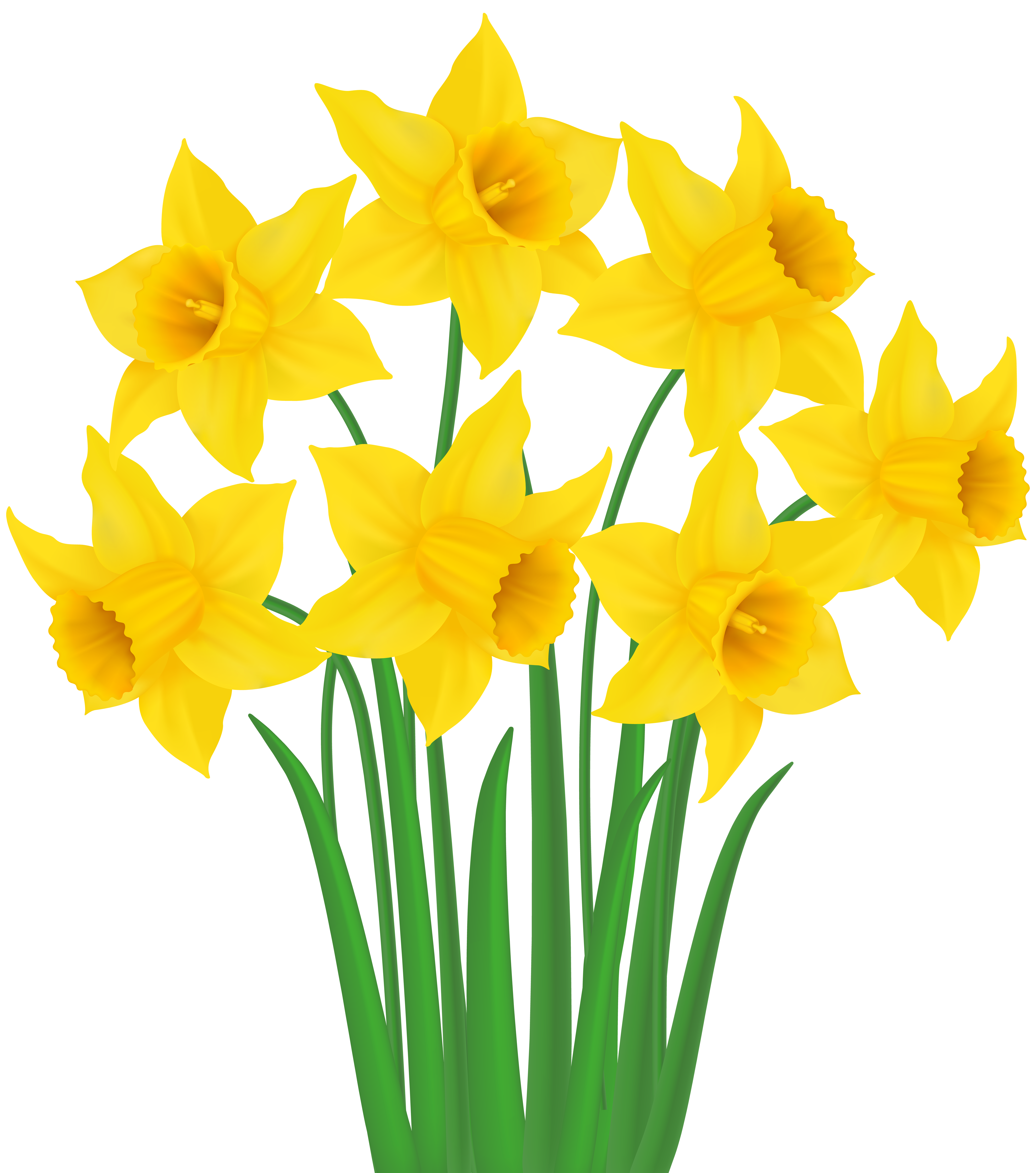 7065x8000 Yellow Daffodils Png Transparent Clip Art Imageu200b Gallery