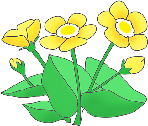 472x401 Daffodil Clipart Sketch