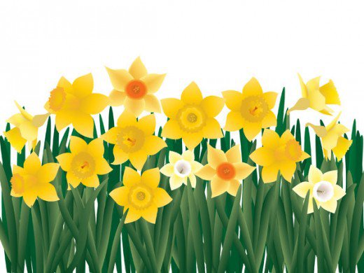 520x390 Daffodil Field Clipart