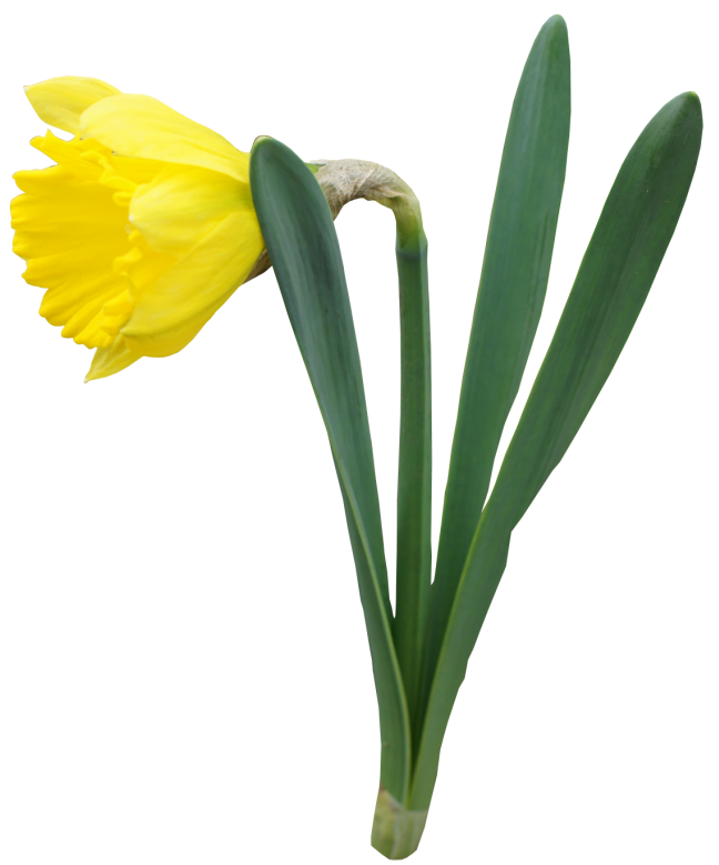 648x779 Daffodils Png Transparent Images Free Download Clip Art