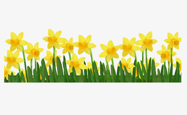 650x400 Narcissus Flower Png, Vectors, Psd, And Clipart For Free Download