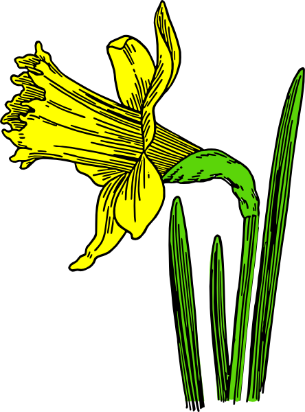 444x600 Single Daffodil Clip Art