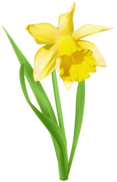 236x366 Yellow Transparent Daffodil Flower Png Clipart Card Graphics