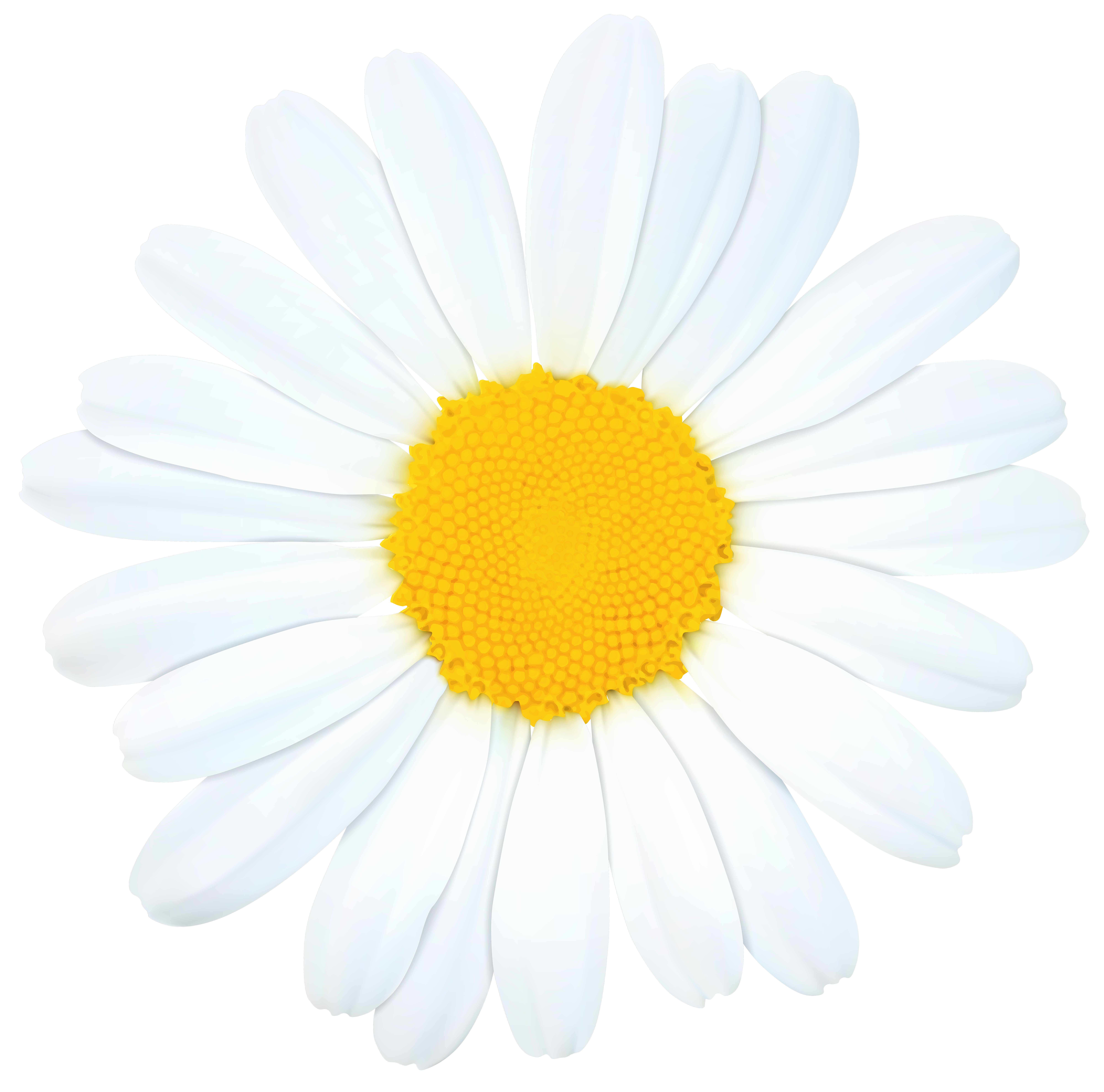 8000x7910 Daisy Png Clip Art Imageu200b Gallery Yopriceville
