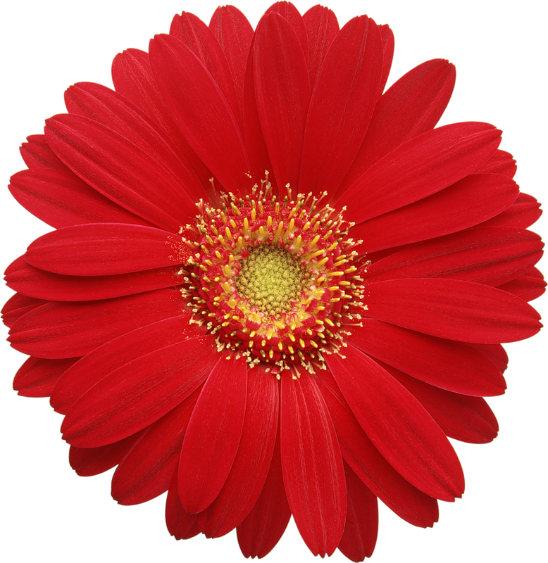 778x800 Red Gerber Daisy Clipart Free Clipart Scrapbooking