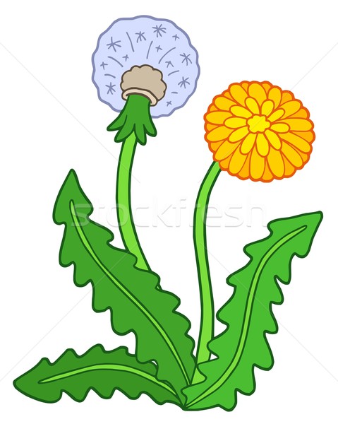 479x600 Dandelion Stock Vectors, Illustrations And Cliparts