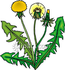 279x300 Dandelions Royalty Free Clipart Picture