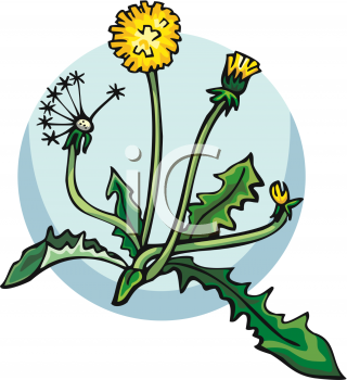 320x350 Flower Dandelion Clip Art Clipart Panda