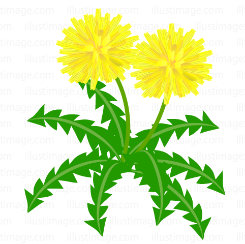 482x480 Free Dandelion Blooming In Field Cartoon Amp Clipart