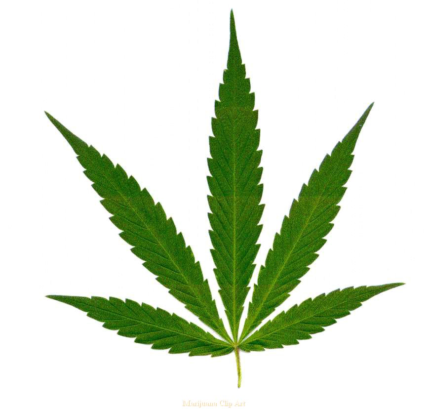 867x828 Weed Clipart