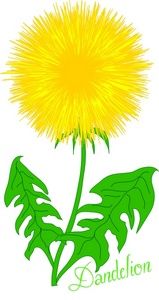 159x300 Pissenlit Flower Patterns Dandelions, Summer