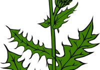 200x140 Weed Clipart Dandelion Clip Art