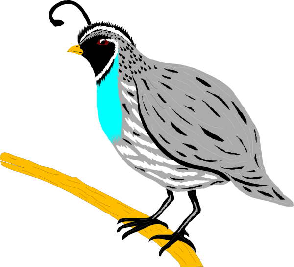 600x544 Free Quail Clipart Clip Art