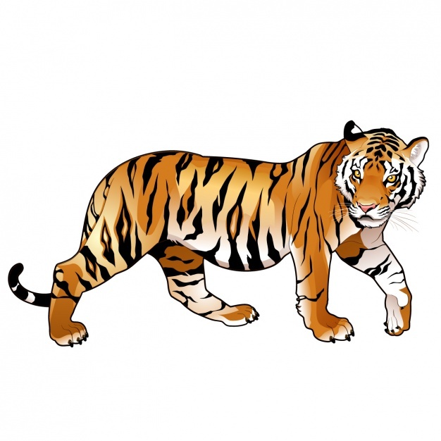 626x626 Tiger Vectors, Photos And Psd Files Free Download
