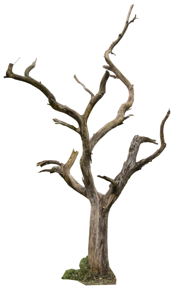 600x977 Dead Tree 04 By Gd08