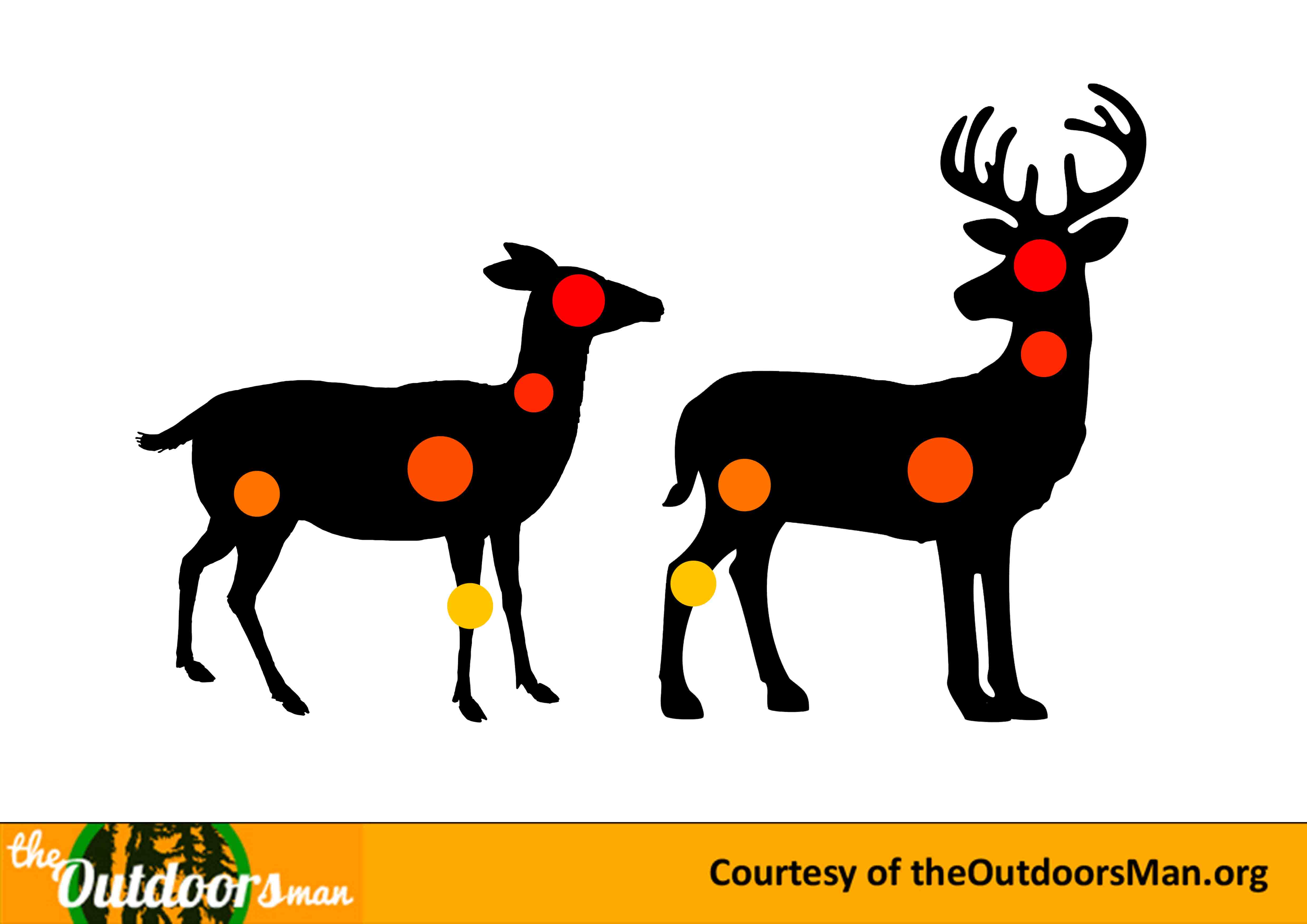 4961x3508 Buck Clipart