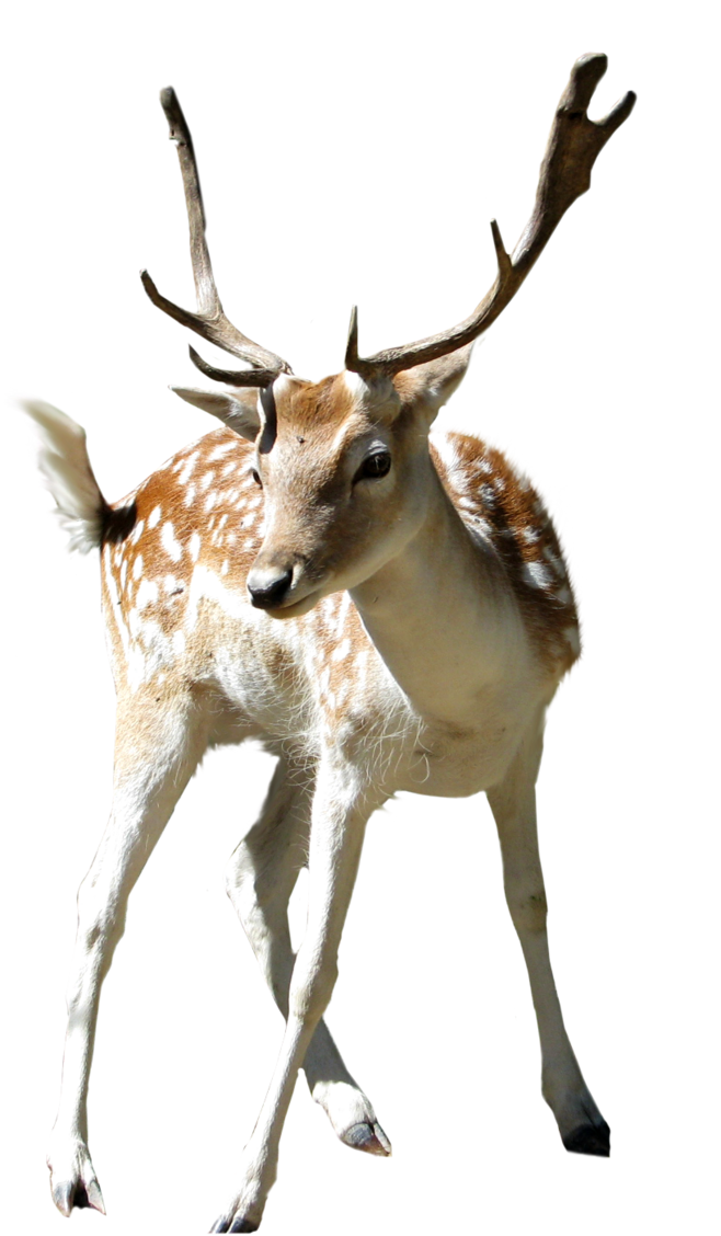 658x1128 Deer Clip Art