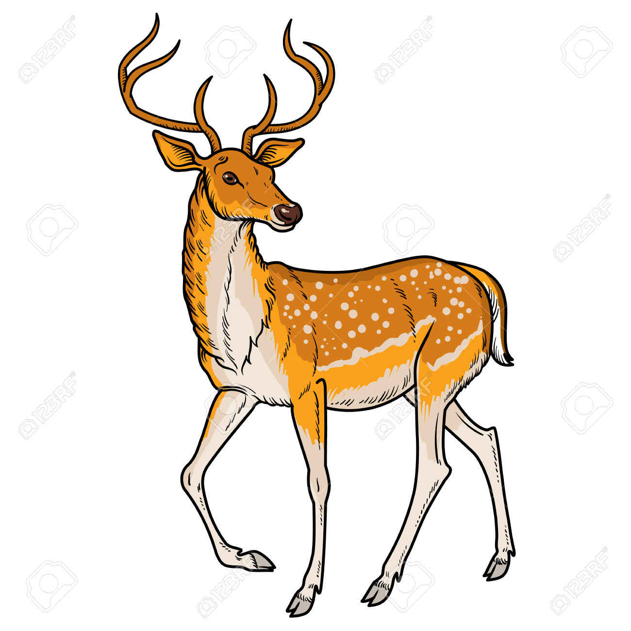 1300x1300 Spotted Deer Clip Art