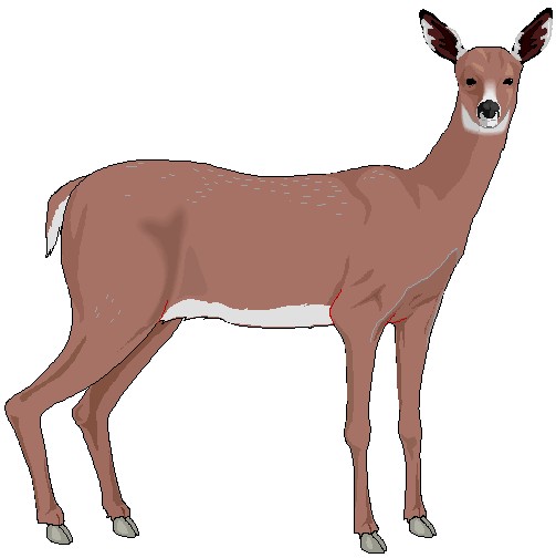503x504 Deer Clip Art Clipart Panda