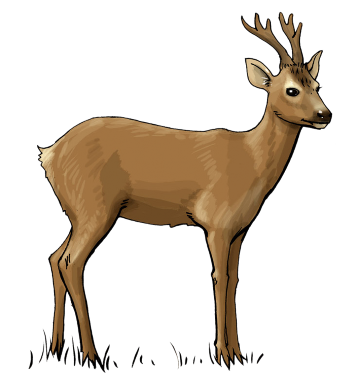 728x773 Woodland Deer Clipart Archives