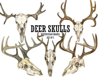 340x270 Elk Skull Clipart