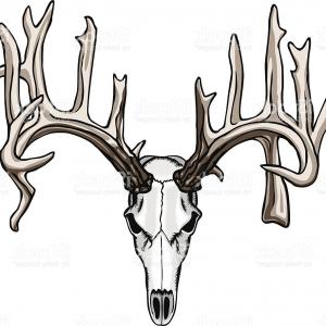 300x300 Antler Clipart Free Download Clip Art On Cool Deer Horns Geekchicpro