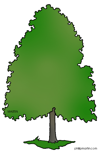 425x648 State Tree Of Delaware