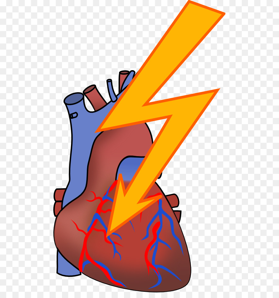 900x960 Heart Anatomy Human Body Clip Art