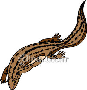 291x300 Newt Clipart Desert Animal