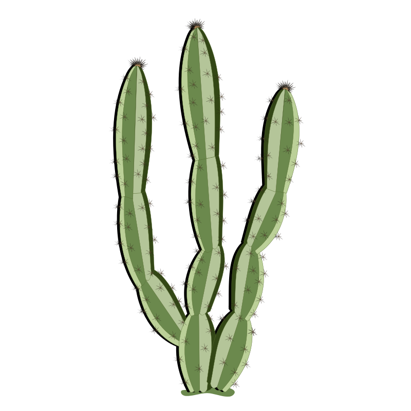 800x800 Cactus Images Free