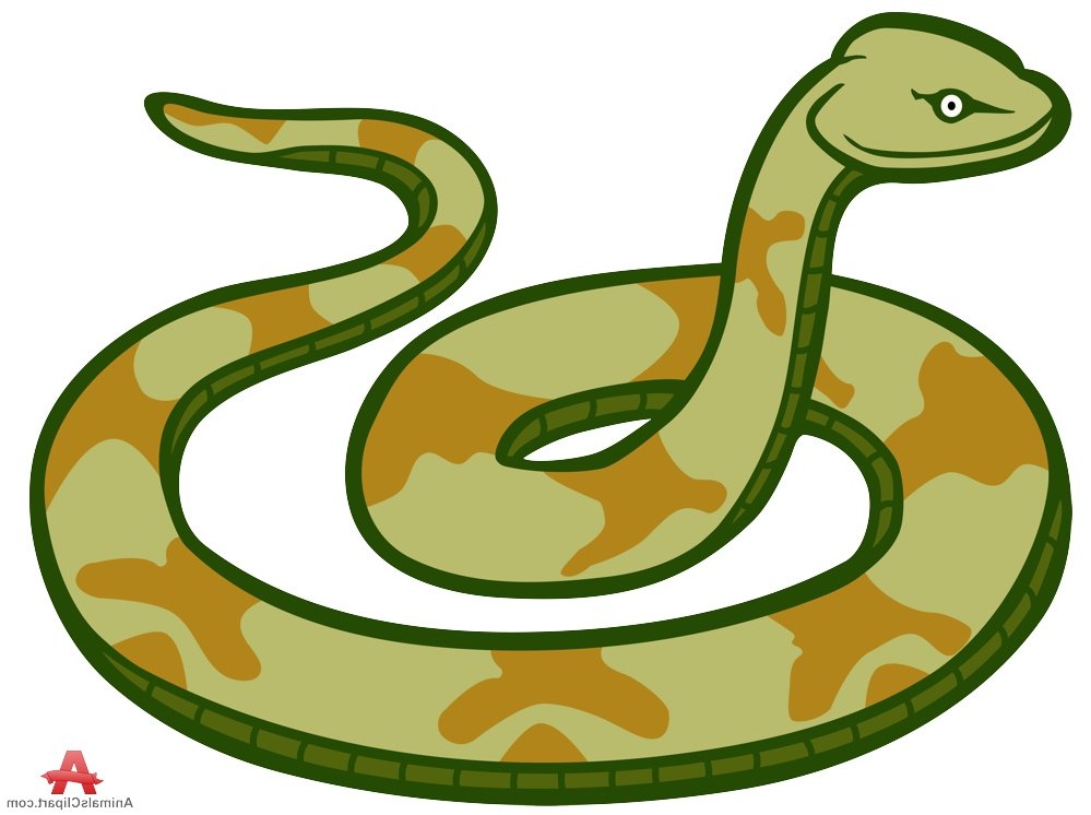 999x746 Anaconda Clipart Small Snake