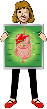 200x455 Digestive System (Science Trek Idaho Public Television)