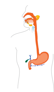 177x299 Digestive System Clip Art
