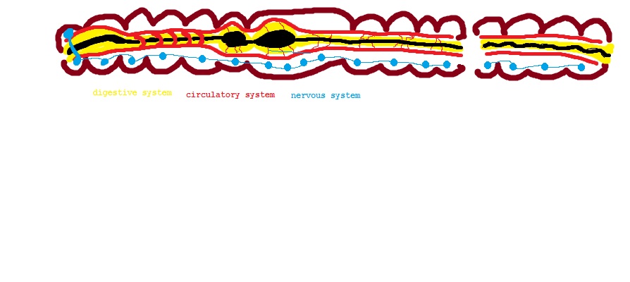 894x400 Digestive System Cliparts