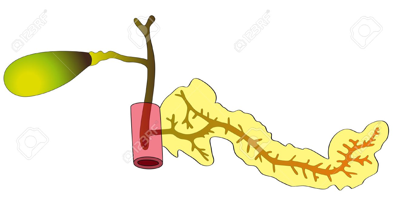 1300x680 Human Pancreas Clipart
