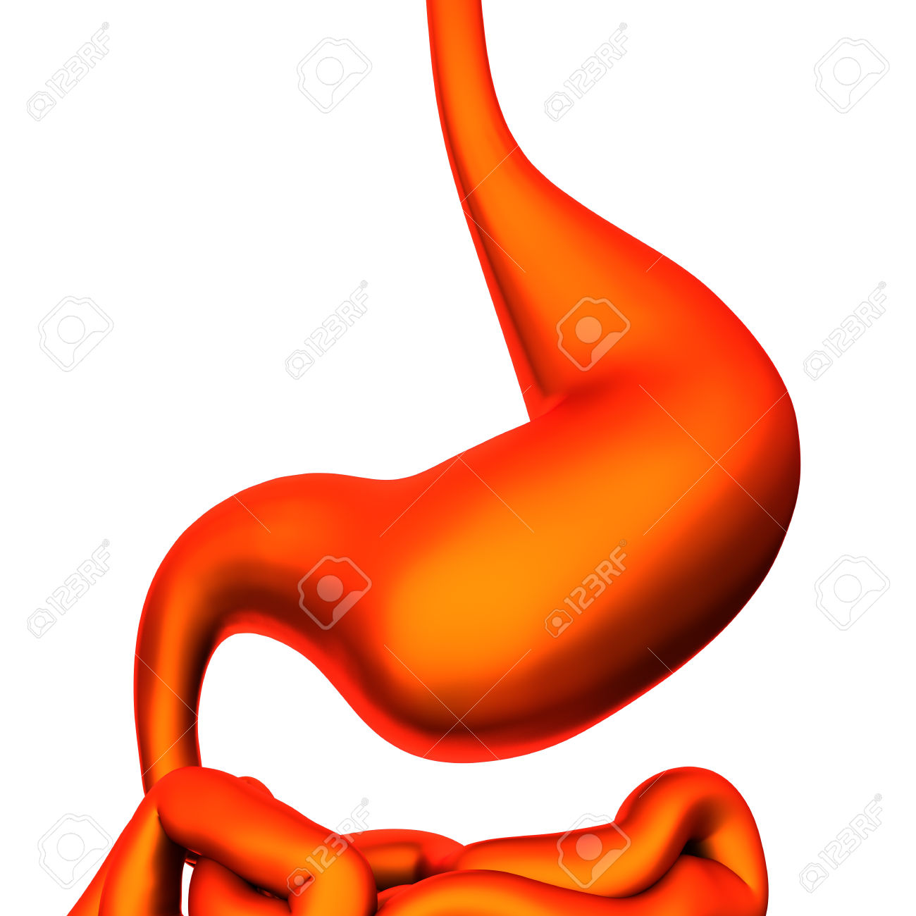 1300x1300 Organs Clipart Stomach