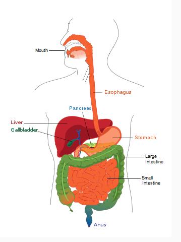 359x480 Anus Digestive System Clipart. Karlim Photoblog Ladybirds