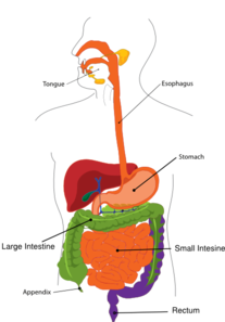 207x297 Simplified Digestive System Clip Art