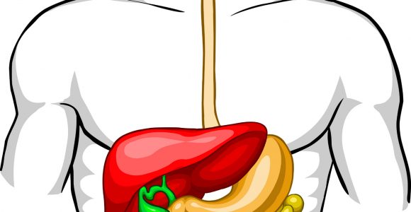 580x300 Tag Digestive System Clipart