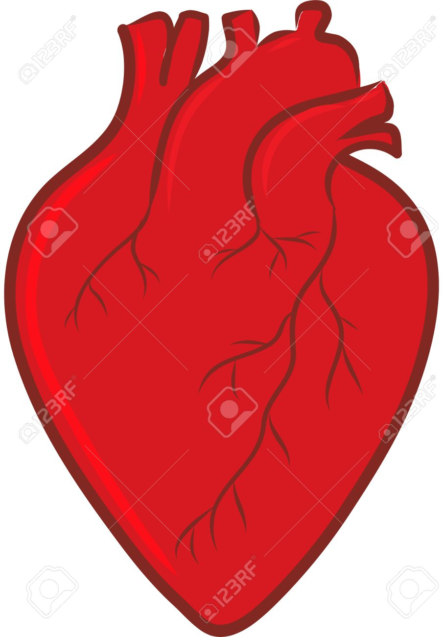 905x1300 Clip Art Heart Human Body Heart Clipart Body