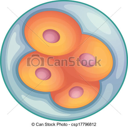 450x448 Llustration Of Cell Division During Embryo Development Vector Clip