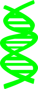126x296 Dna Clip Art