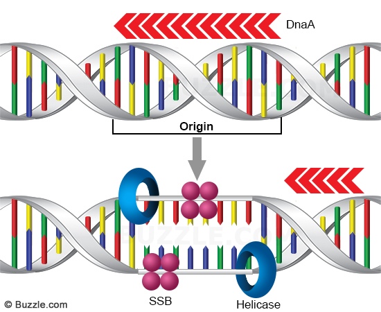 550x450 Dna Structure Clipart Simple