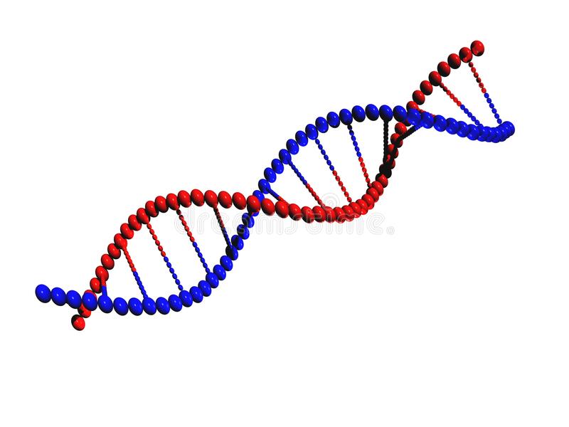 800x600 Luxury Ideas Dna Clipart Clip Art At Clker Com Vector Online