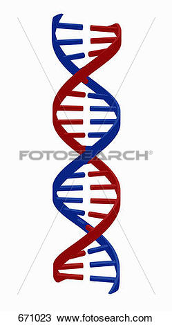 249x470 Simple Dna Strand Clipart Collection